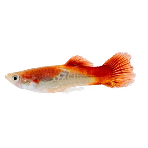 freshwater fish at petsmart|fish Marine & Freshwater .